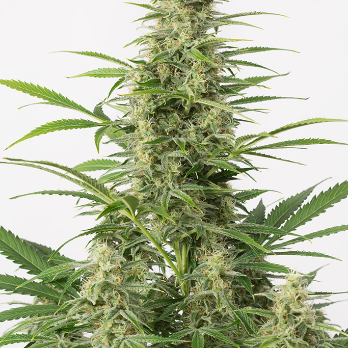 Sour Diesel Auto